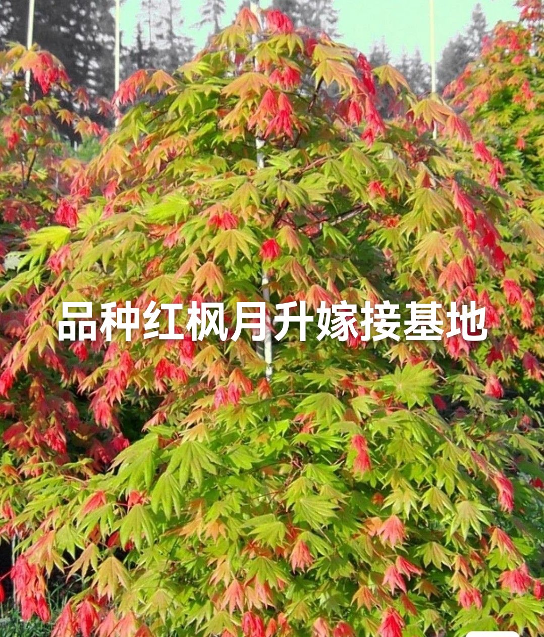 月升红枫嫁接苗子庭院阳台花卉绿植盆栽盆栽素材