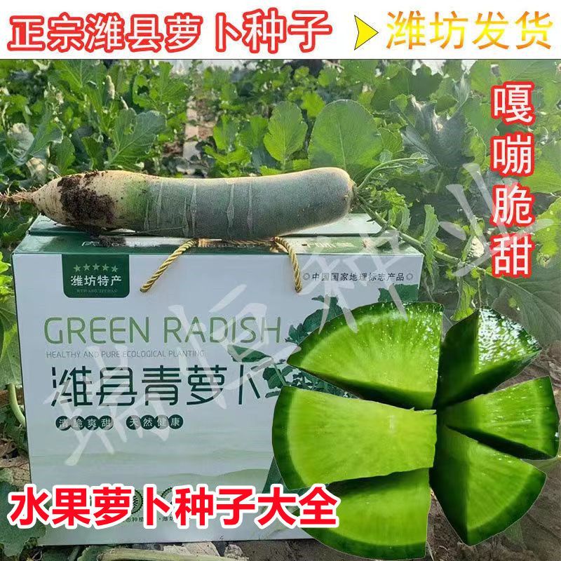 潍县萝卜种子水果萝卜种子天津沙窝萝卜种子青萝卜冰激凌萝卜包邮