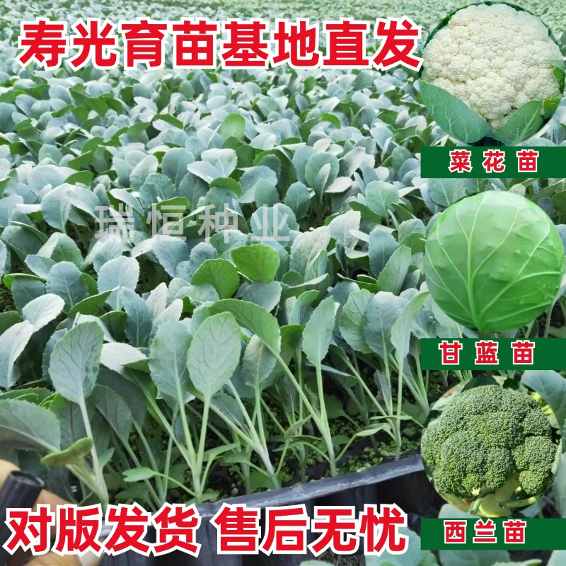 花菜苗西蓝花苗甘蓝苗菜花苗大头苗包菜苗西兰花苗蔬菜苗顺丰包邮
