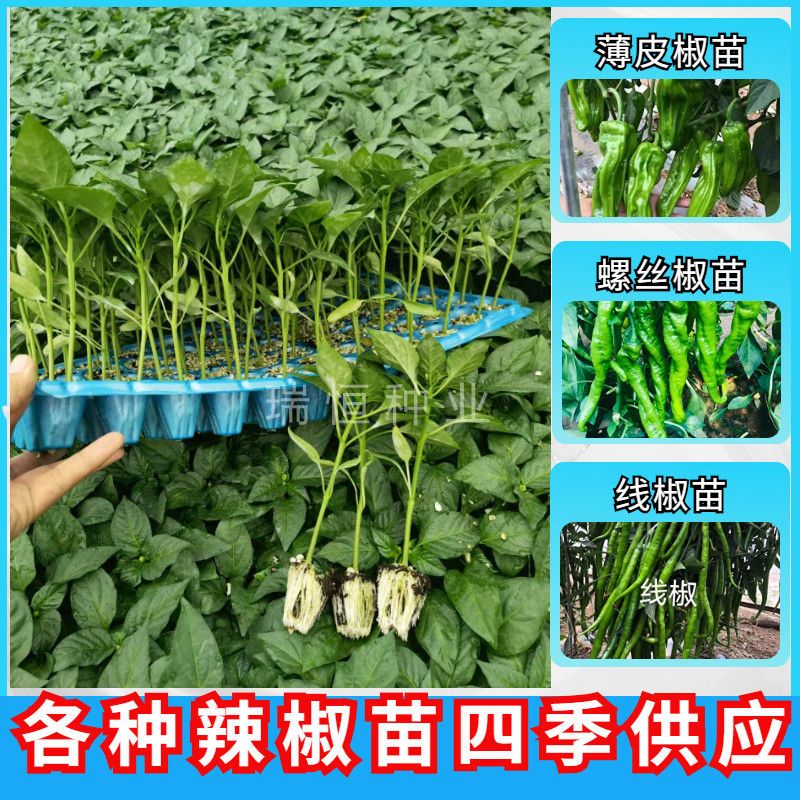 辣椒苗螺丝椒苗线椒苗海椒苗尖椒苗薄皮椒特辣朝天椒苗寿光辣椒苗