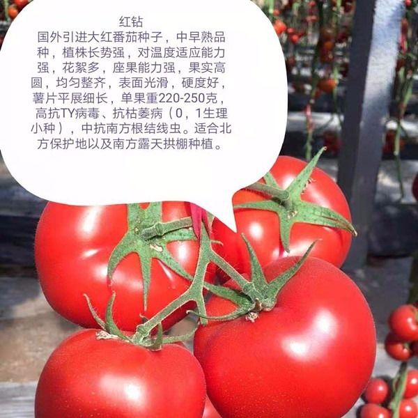 大红番茄种子高抗病毒大红西红柿苗大果大红番茄苗嫁接大红番茄苗