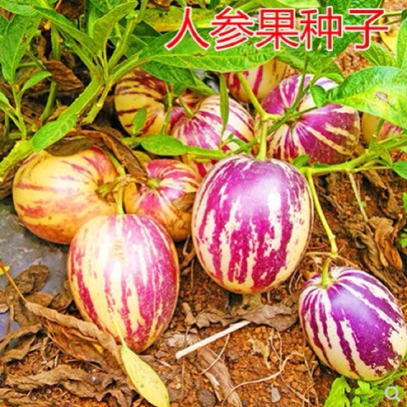 人参果种子 人身果种籽 特色水果种子 四心室 黄心高产大面积包邮