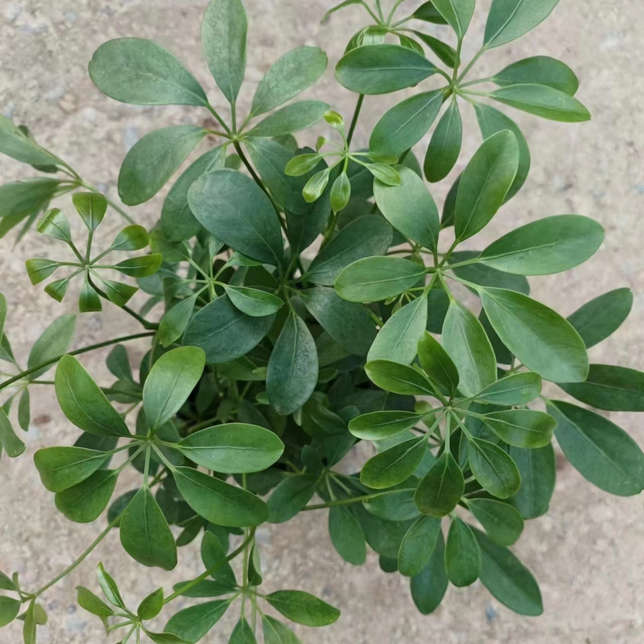 八方来财鸭脚木甜虾小盆栽花卉日记绿植室内绿植好养美观净化空气