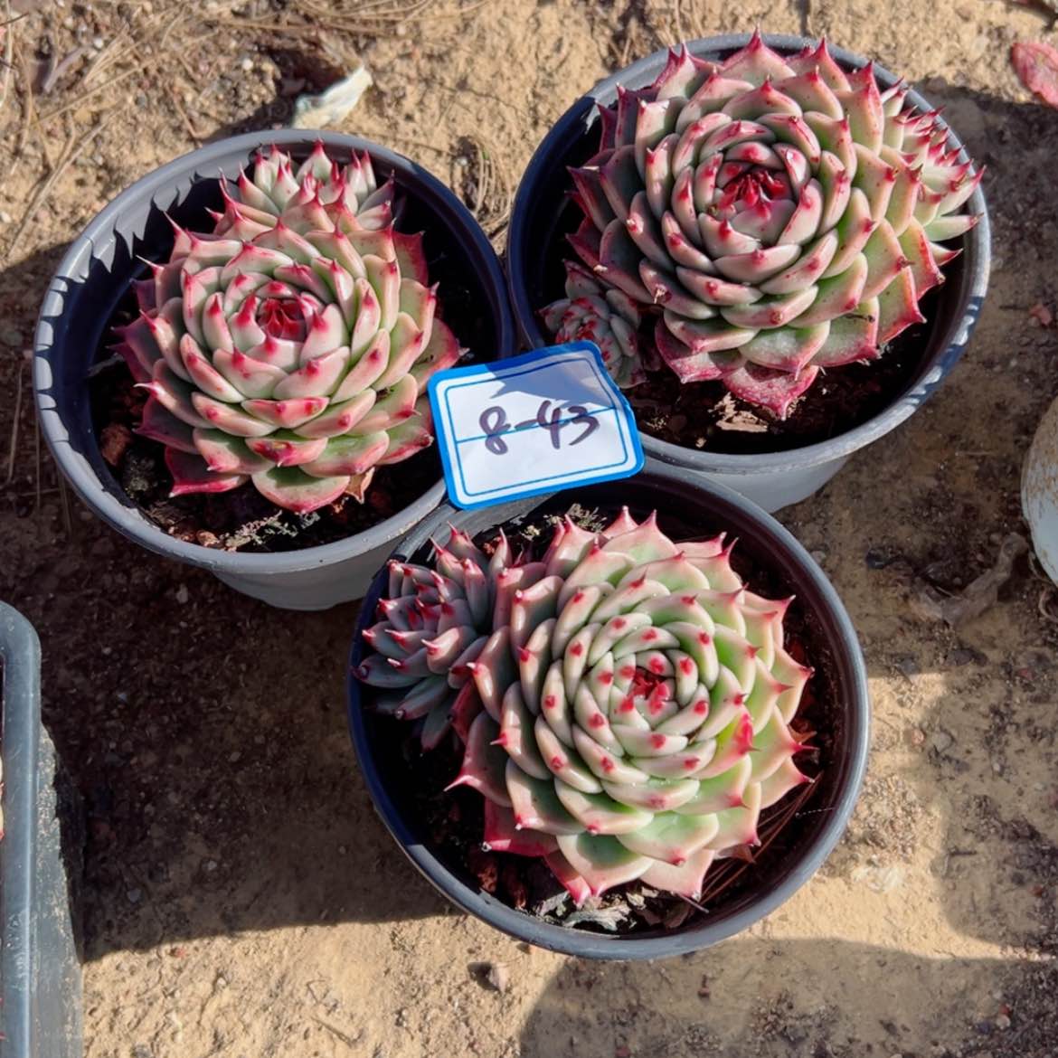 【闪购商品】精品多肉植物老桩