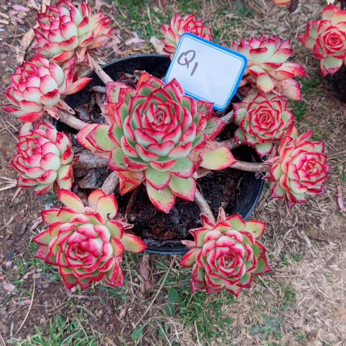 【闪购商品】精品多肉植物老桩