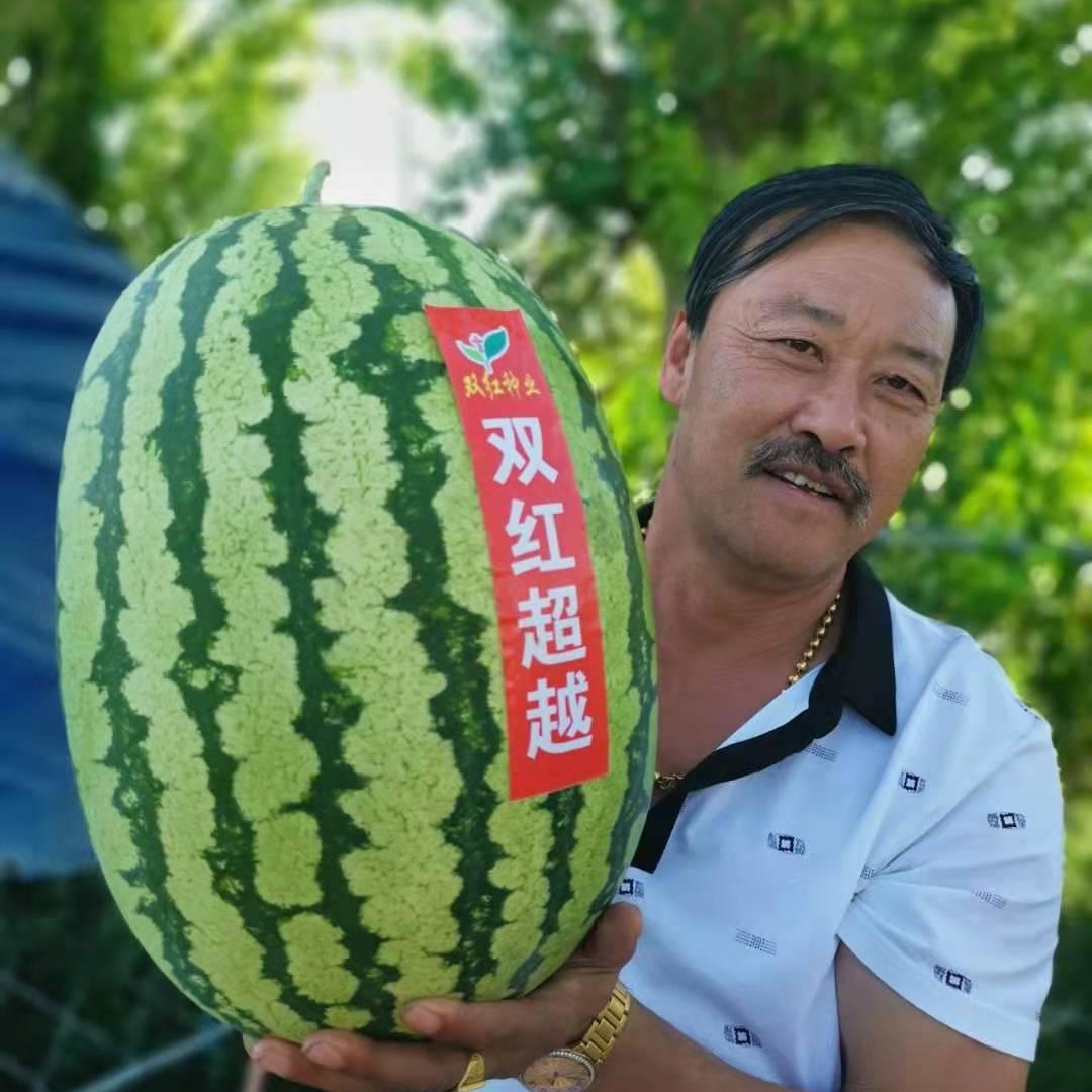 双红超越西瓜种子80克装710粒左右