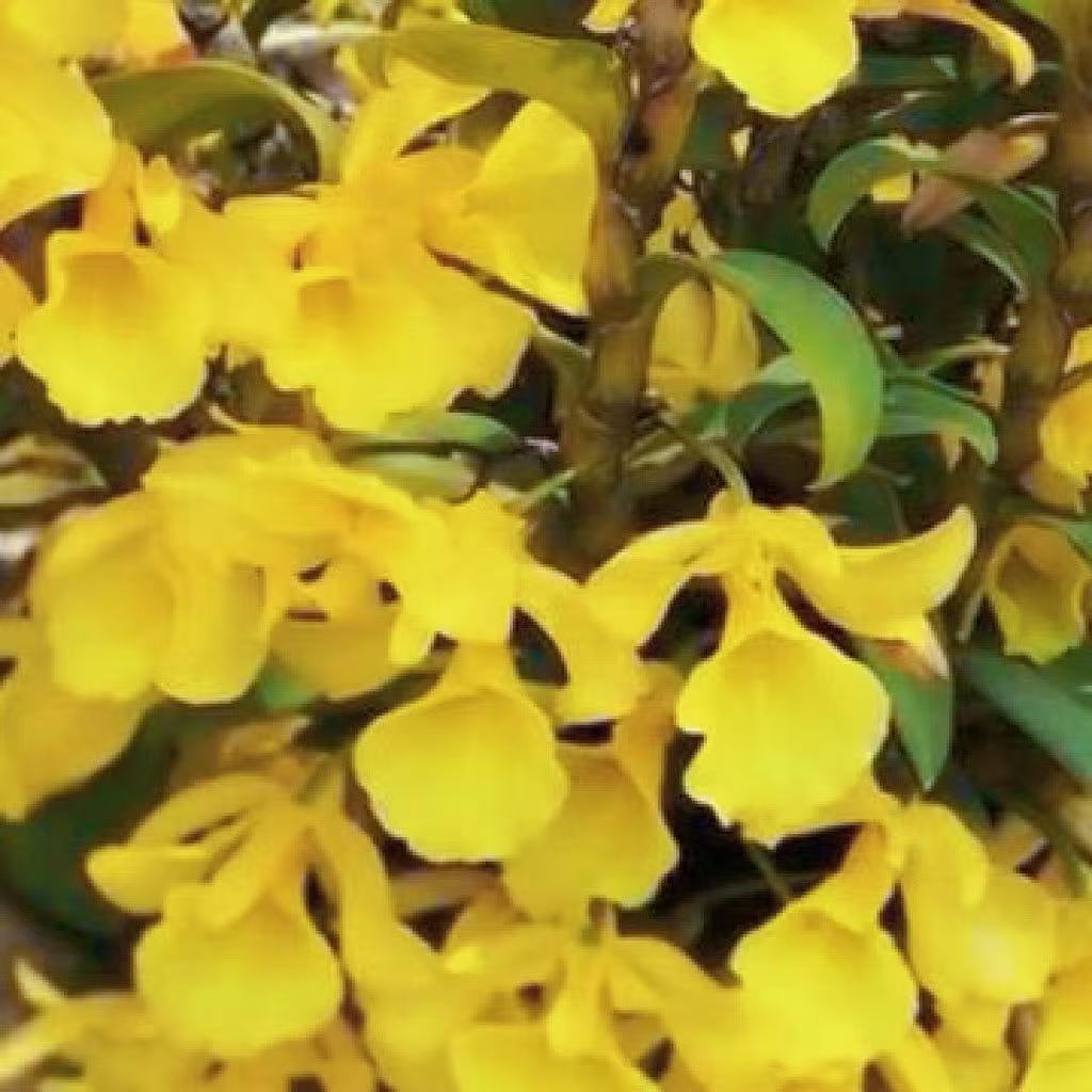 自有新品龟铁石斛花卉盆栽花香每年开花