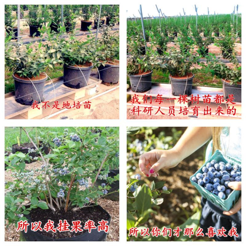 土苗当年蓝莓结果南北方栽带盆地果苗果树树蓝莓特大阳台四季种植
