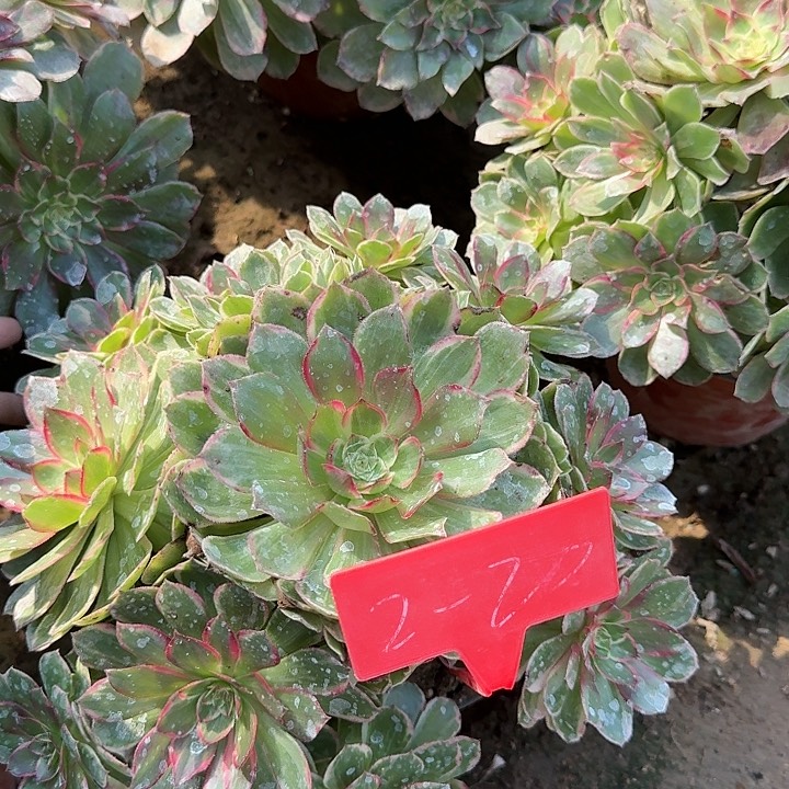 2-20粉花妖多肉法师