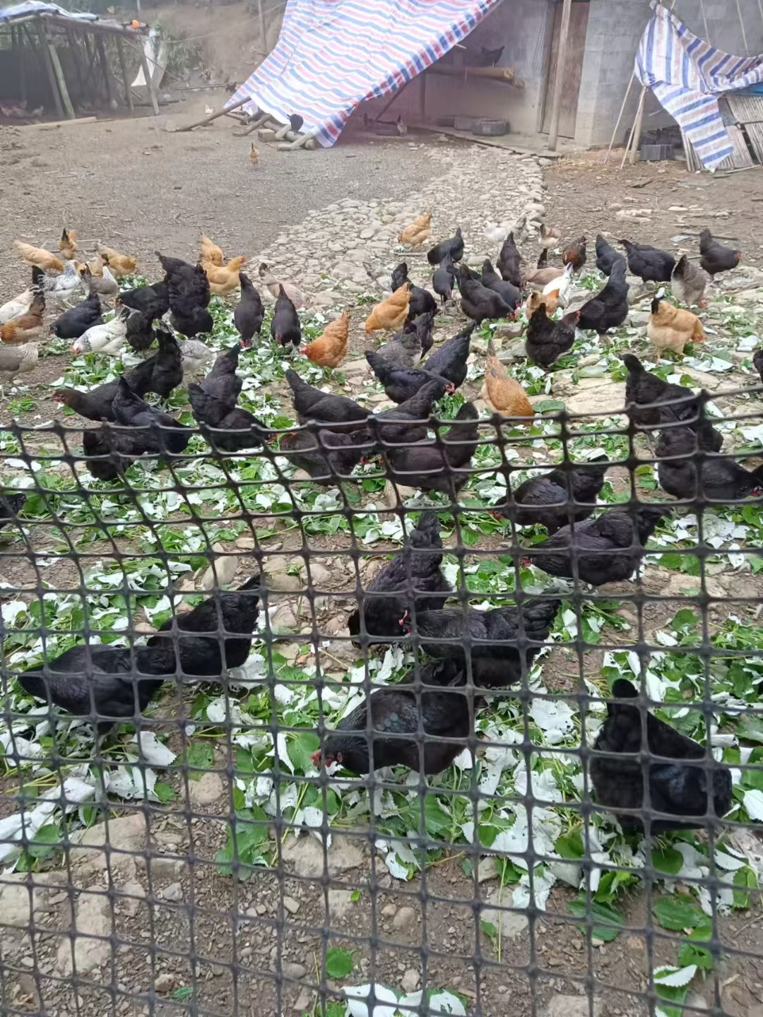 散养五黑鸡生鲜整鸡绿壳蛋老母鸡肉嫩美味大公鸡