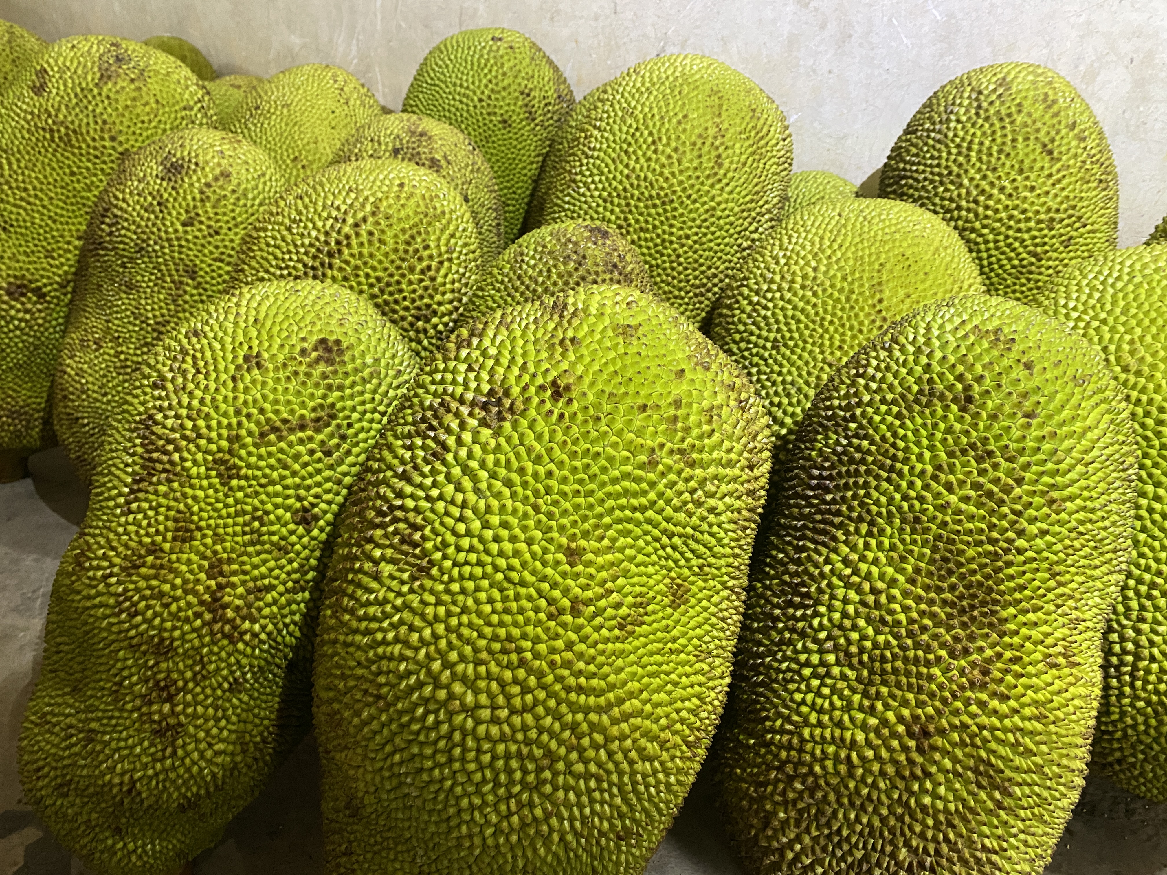 广西菠萝蜜当季菠萝蜜新鲜水果黄肉菠萝蜜