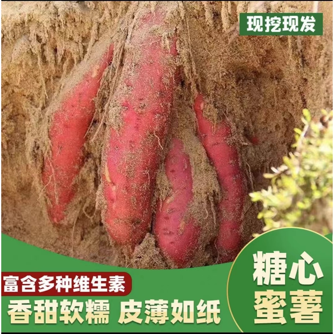新鲜番薯西瓜红蜜薯沙地软糯香甜现挖现发红薯地瓜健康好吃食用