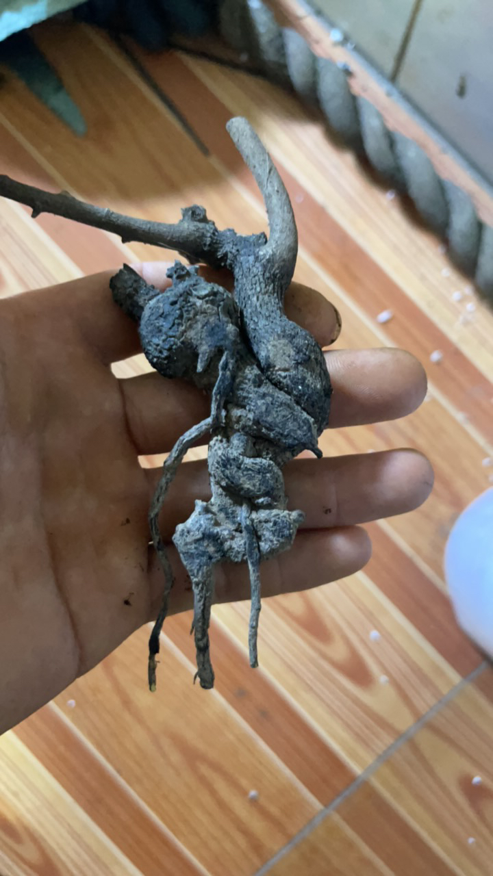 金弹子盆景生熟桩盆景