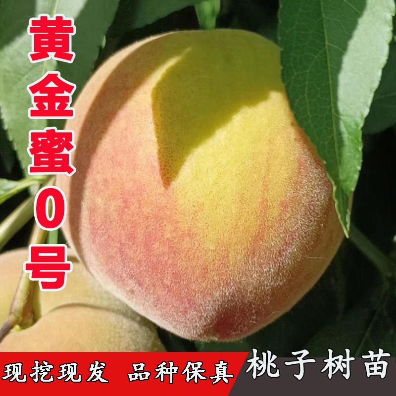 嫁接黄桃树苗黄金蜜0号早熟离核黄桃苗南北方果树苗地栽庭院盆栽