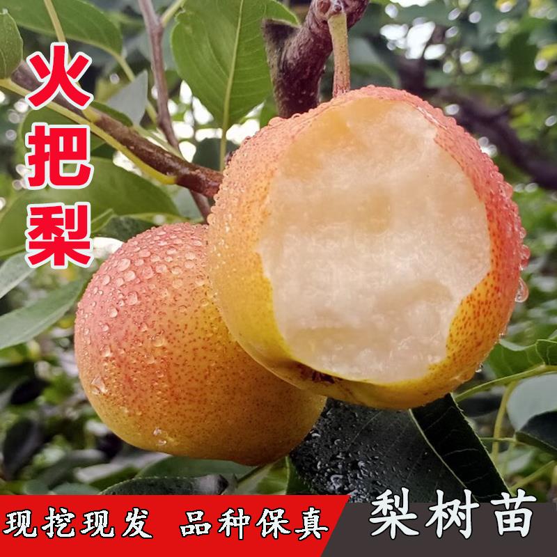 梨树果苗嫁接云南高原火把梨树苗甜酥梨彩云红梨苗南北方庭院种植