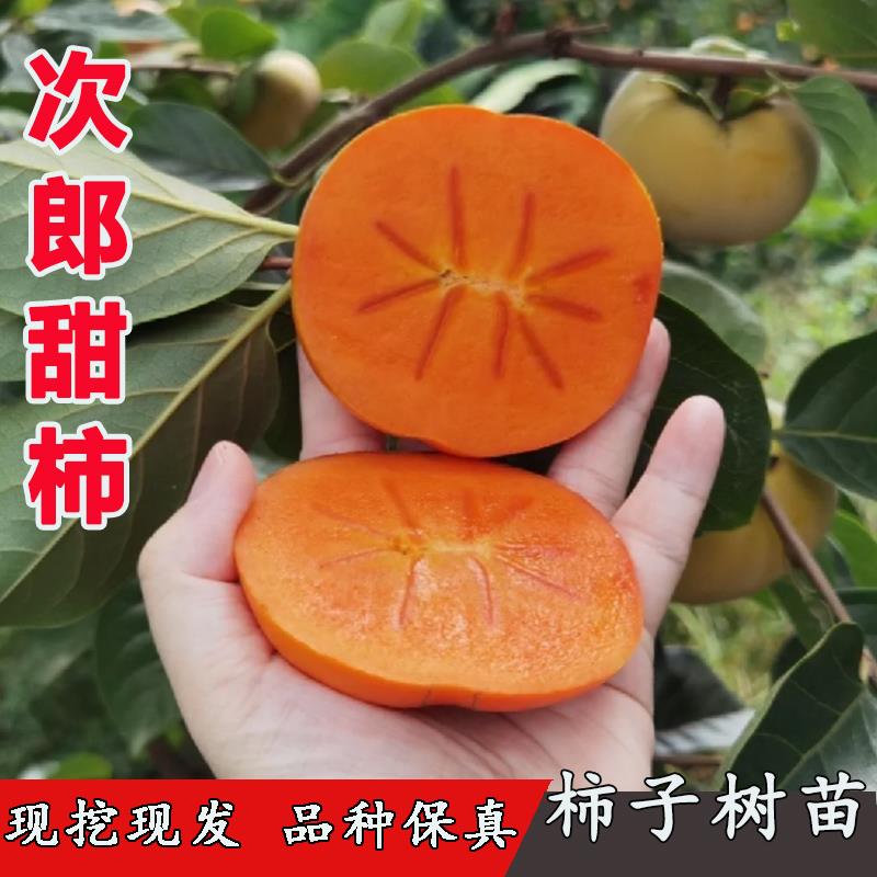 日本次郎甜柿子树苗嫁接脆甜柿子苗特大南方北方地栽当年结果树苗