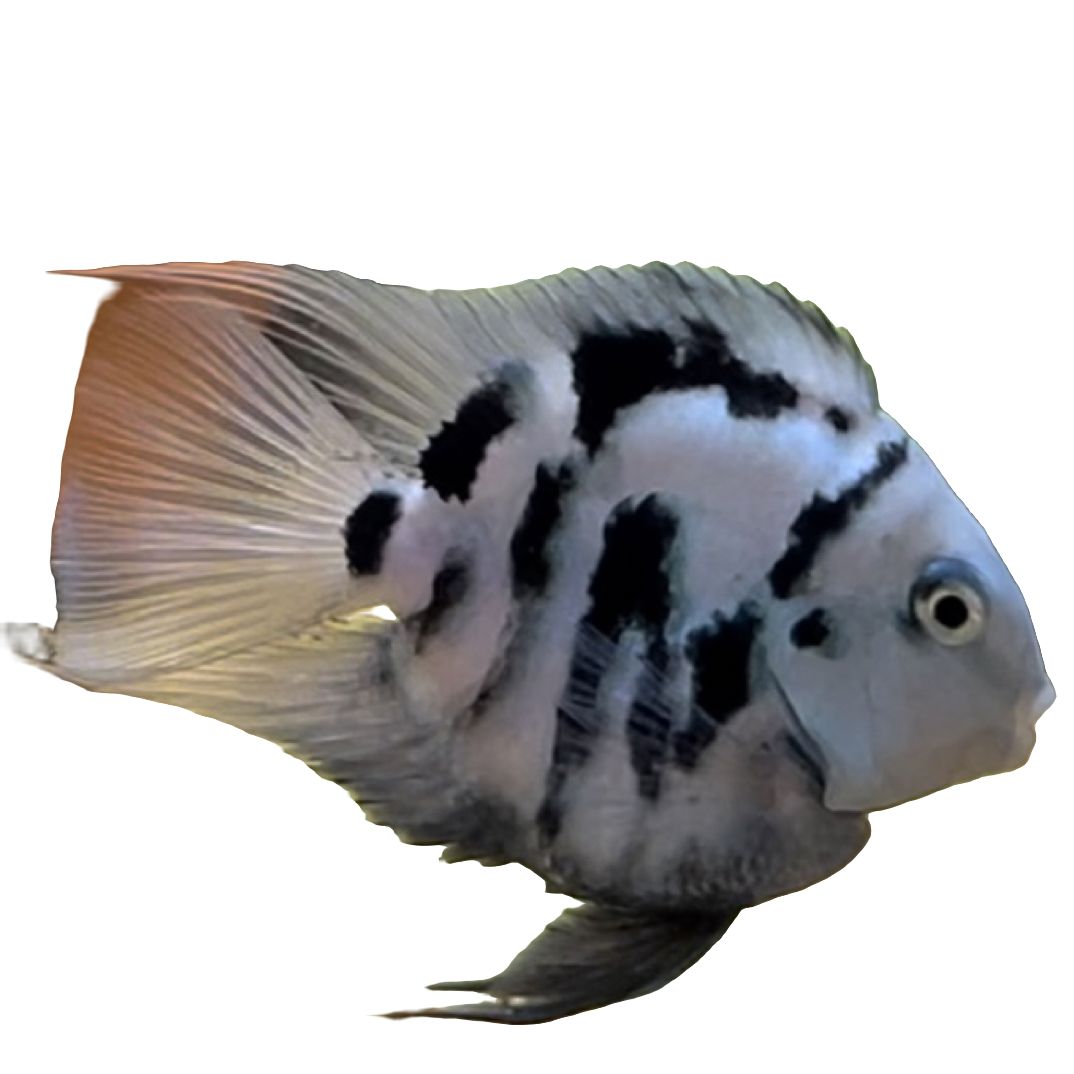 热带观赏鱼迷你鹦鹉鱼桃心/嘟嘟唇/双下巴/黑尾/宝蓝/白金/胭脂粉