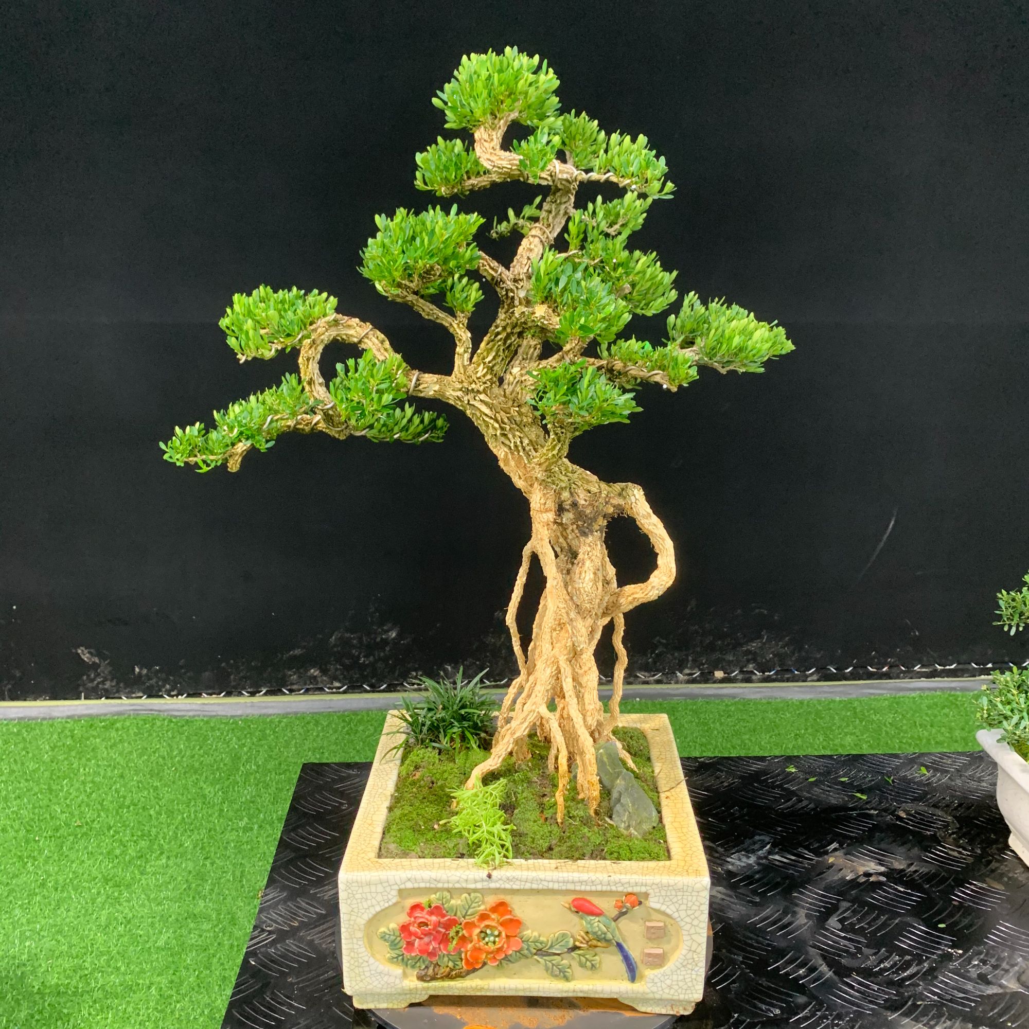 【89号】造型高提根雀舌小叶黄杨盆景四季常青植物庭院阳台好养易活