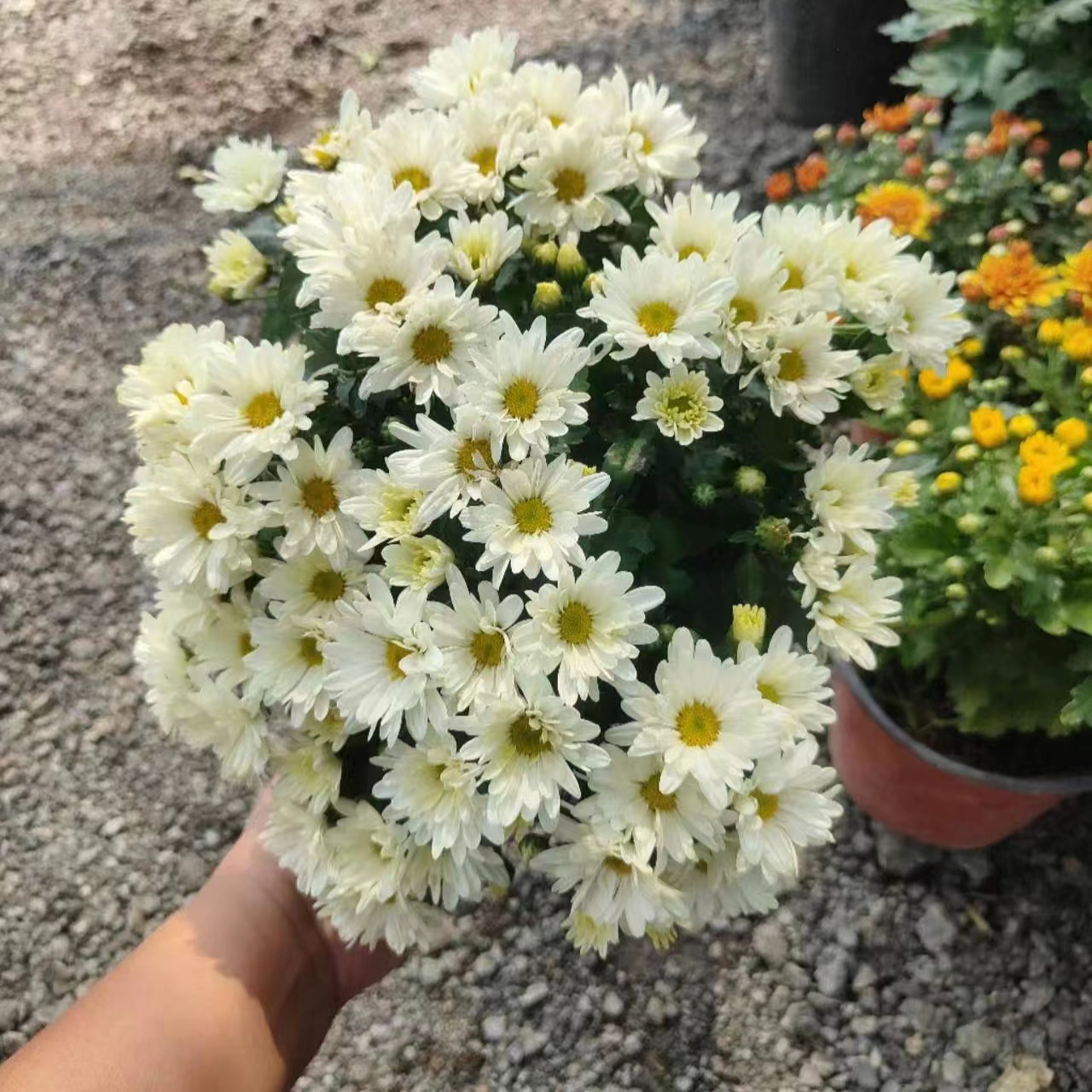 【白球菊】盆栽花苗发货花量多花期长多年生宿根菊花品种