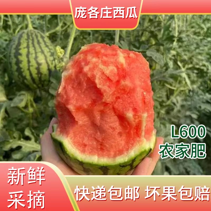 【2粒装7-8斤】庞各庄头茬小吊瓜自然成熟脆甜多汁