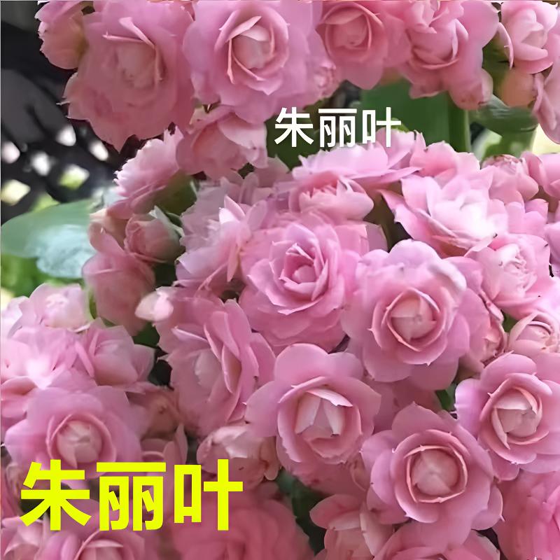 【朱丽叶11cm盆】重瓣大花