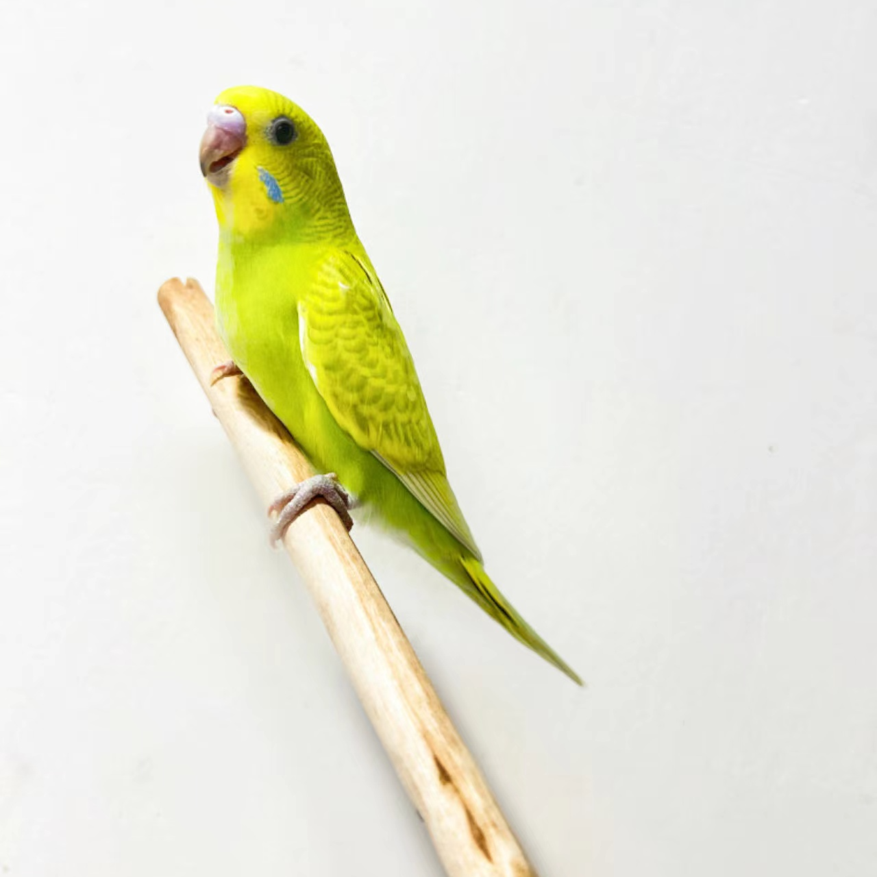 1个 手养鹦鹉活体 宠物鸟观赏鸟手养鹦鹉