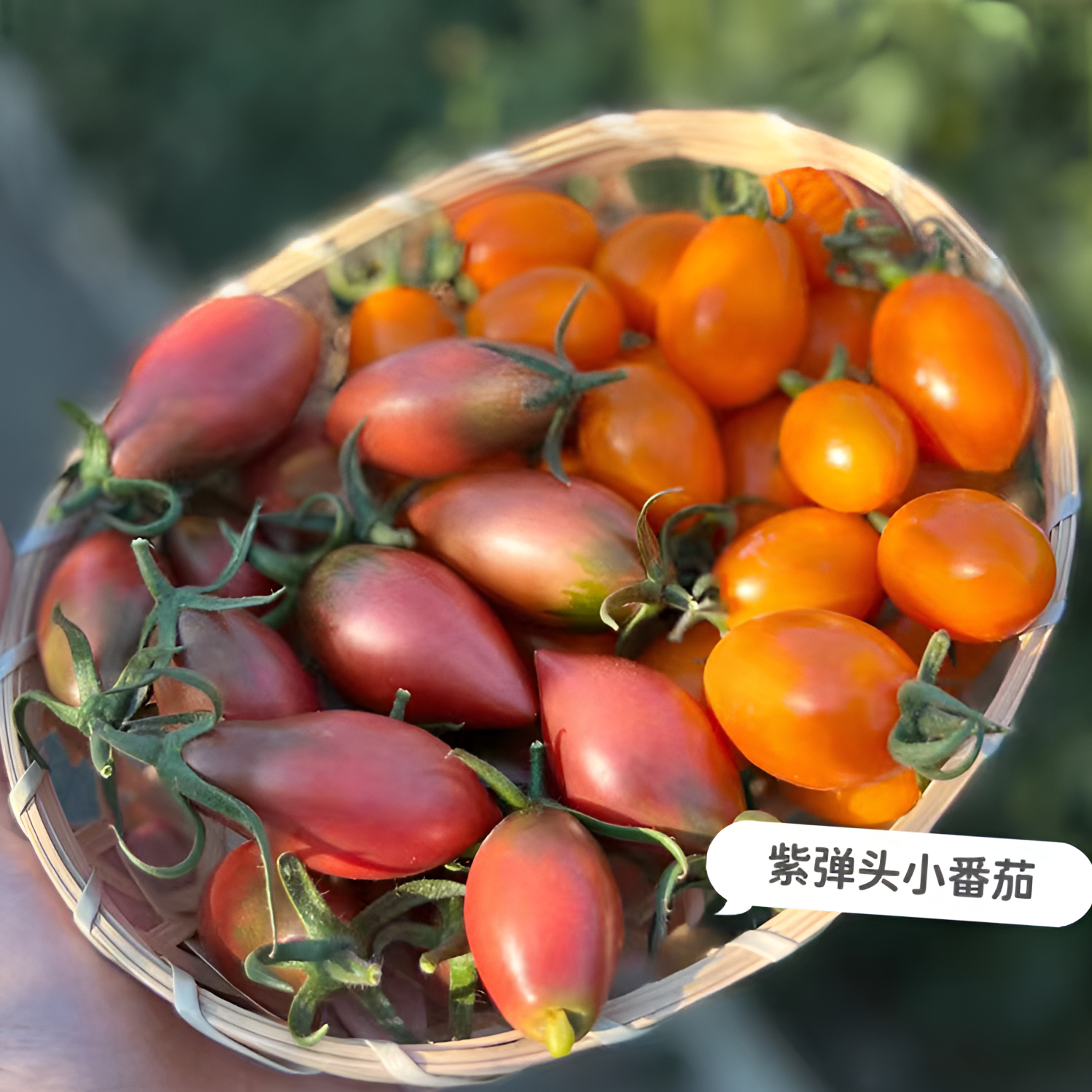 露天种植紫弹头小番茄新鲜采摘孕妇小孩新鲜应季水果清脆酸甜多汁商品图