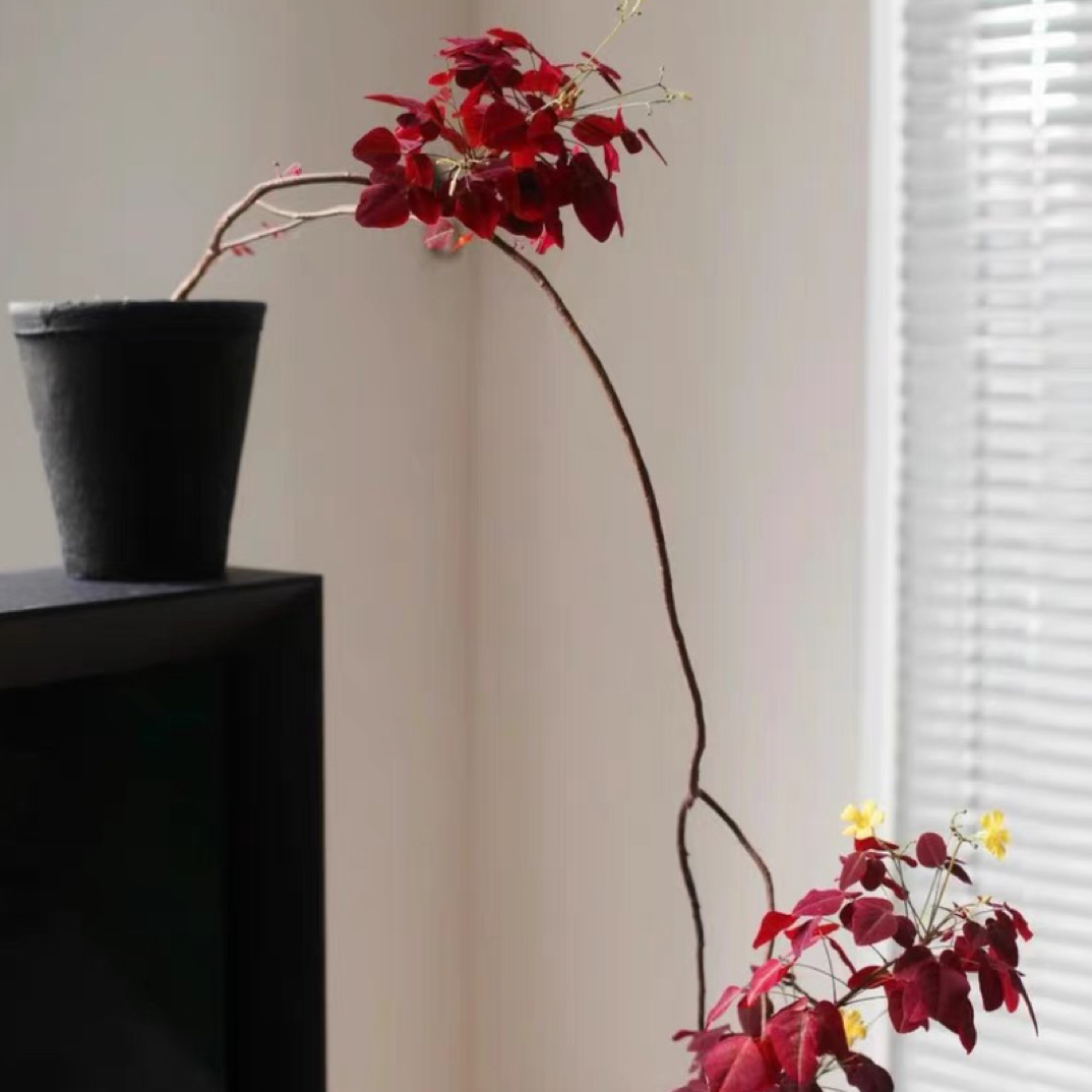 树状火蕨酢浆草室内花卉盆栽阳台耐旱高级小植物开黄花多年生观叶