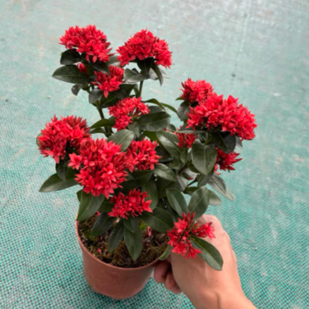 日本红花姬山丹 日本石化姬山丹 卷叶龙船花 开大红花 叶性卷曲