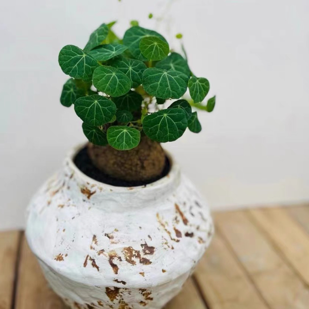 奇趣植物山乌龟盆栽招财龟金不换室内桌面多年生植会爬藤耐阴好养