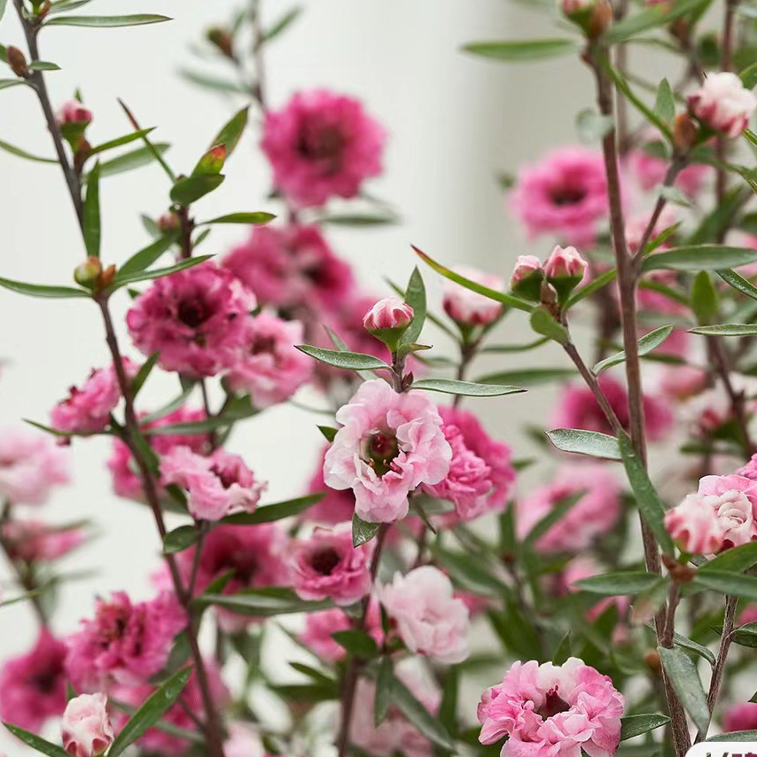 欧梅盆栽澳洲小叶寒梅大苗带花庭院阳台多年生花卉花开四季包邮