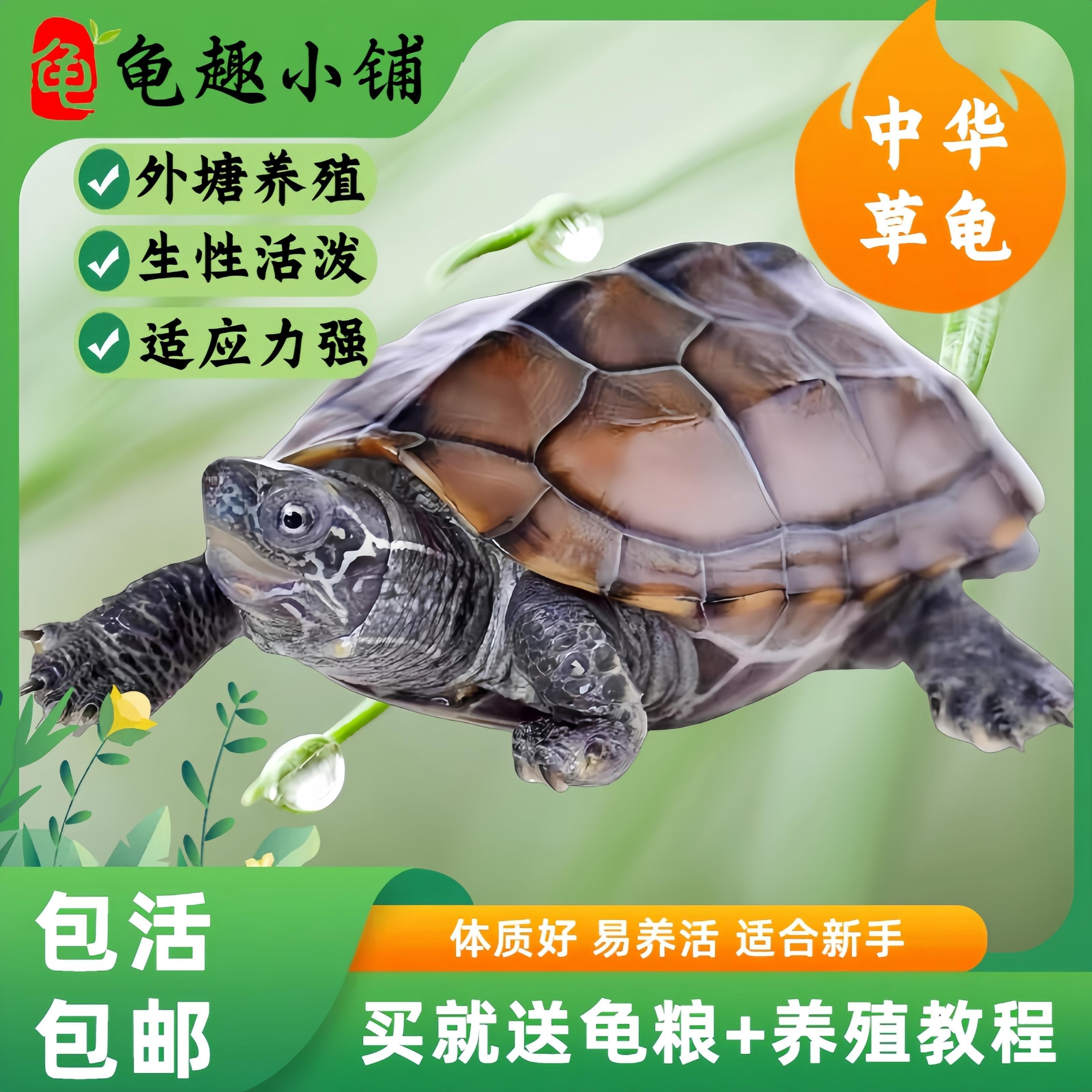 直播间中华草小草龟活体生态养殖全国各地包邮包活专属发货