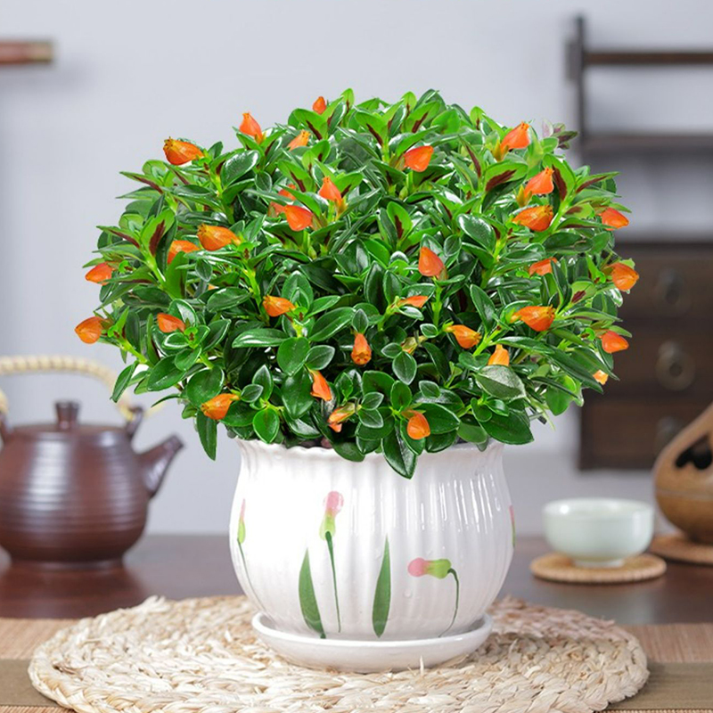 金鱼花吊兰室内四季常青绿植花卉四季开花金鱼花盆栽金鱼花带花苞