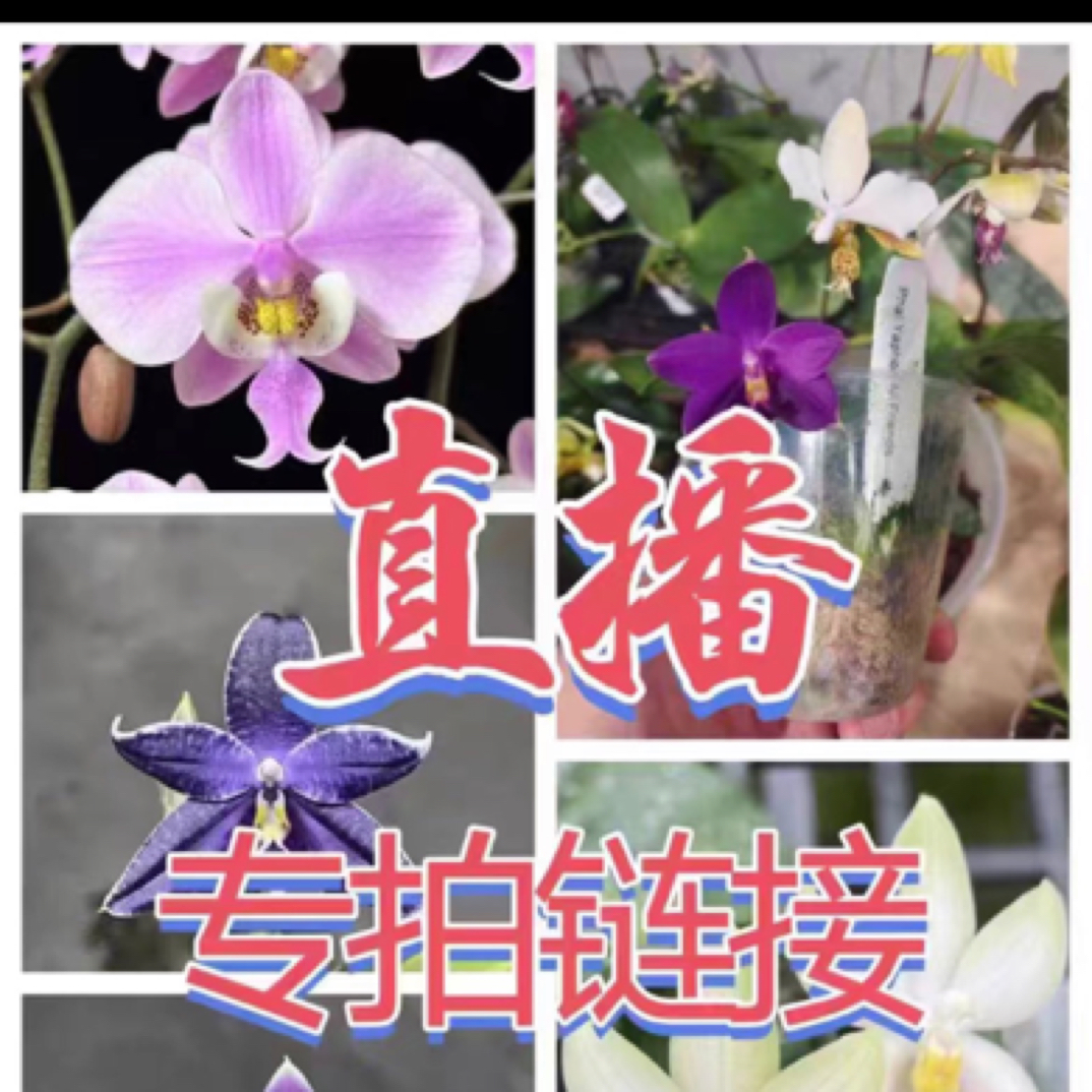 原生种蝴蝶兰一物一拍链接