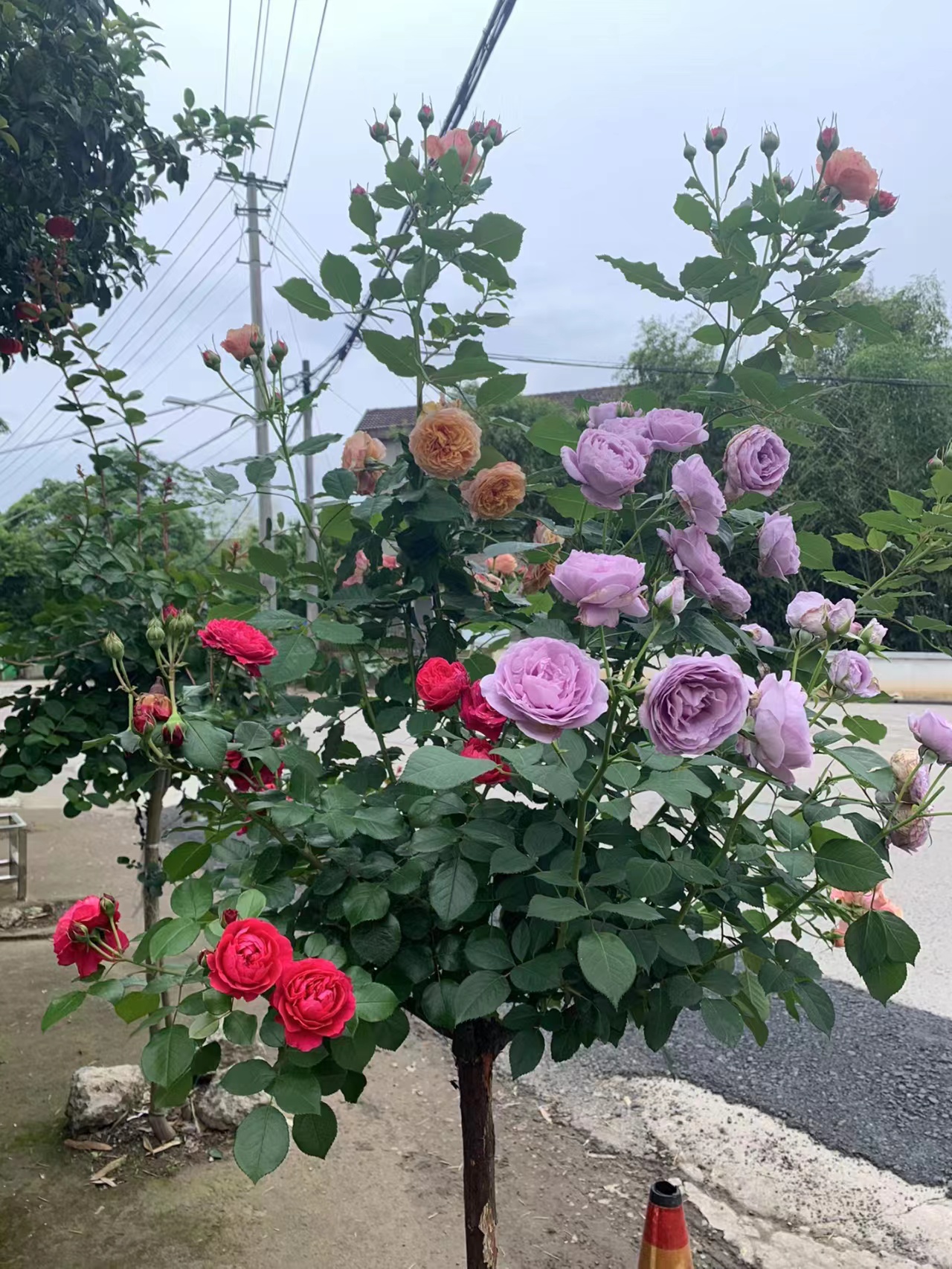 苗木花卉 盆栽绿植 嫁接桩