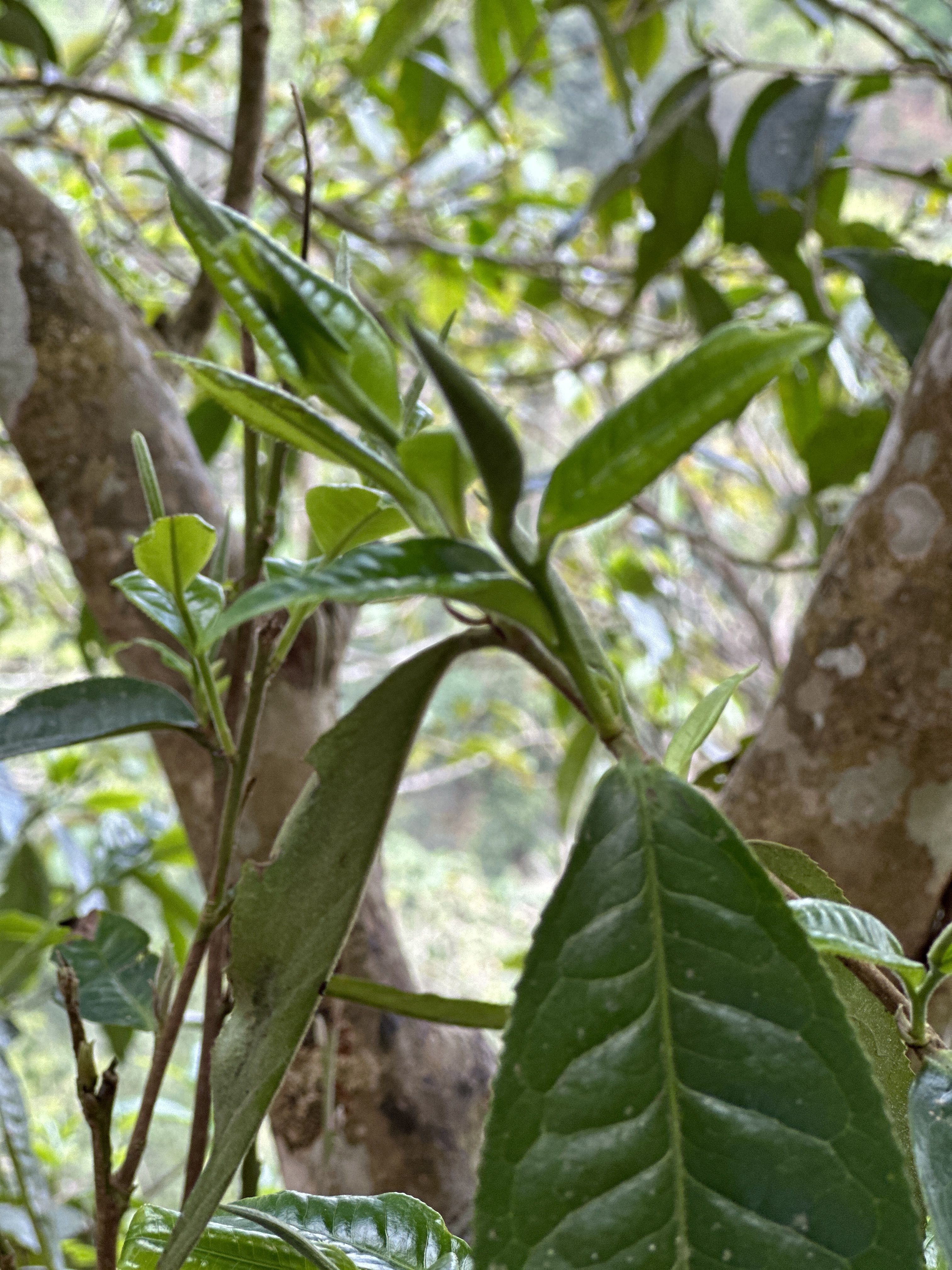25年蟒蛇箐大树挑采头春普洱生茶