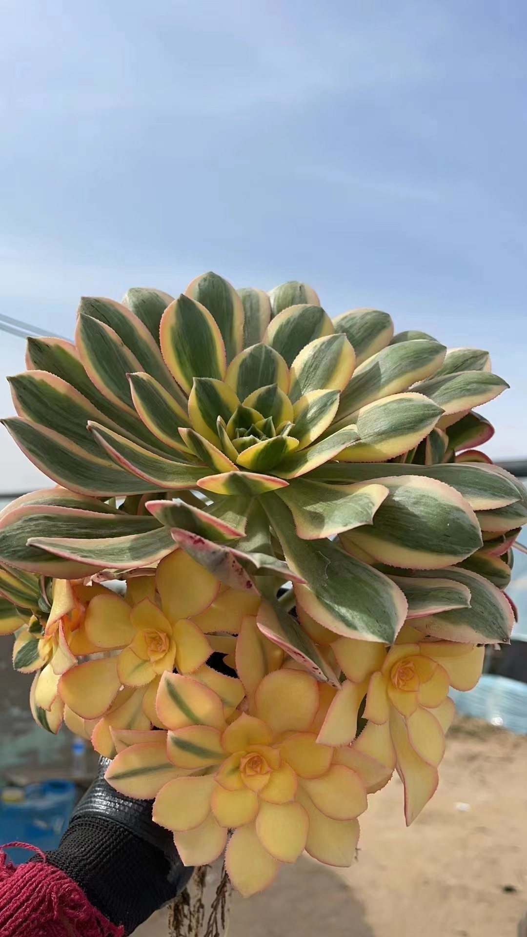 标题，不包邮，不保损，开箱包黑腐（60-98）