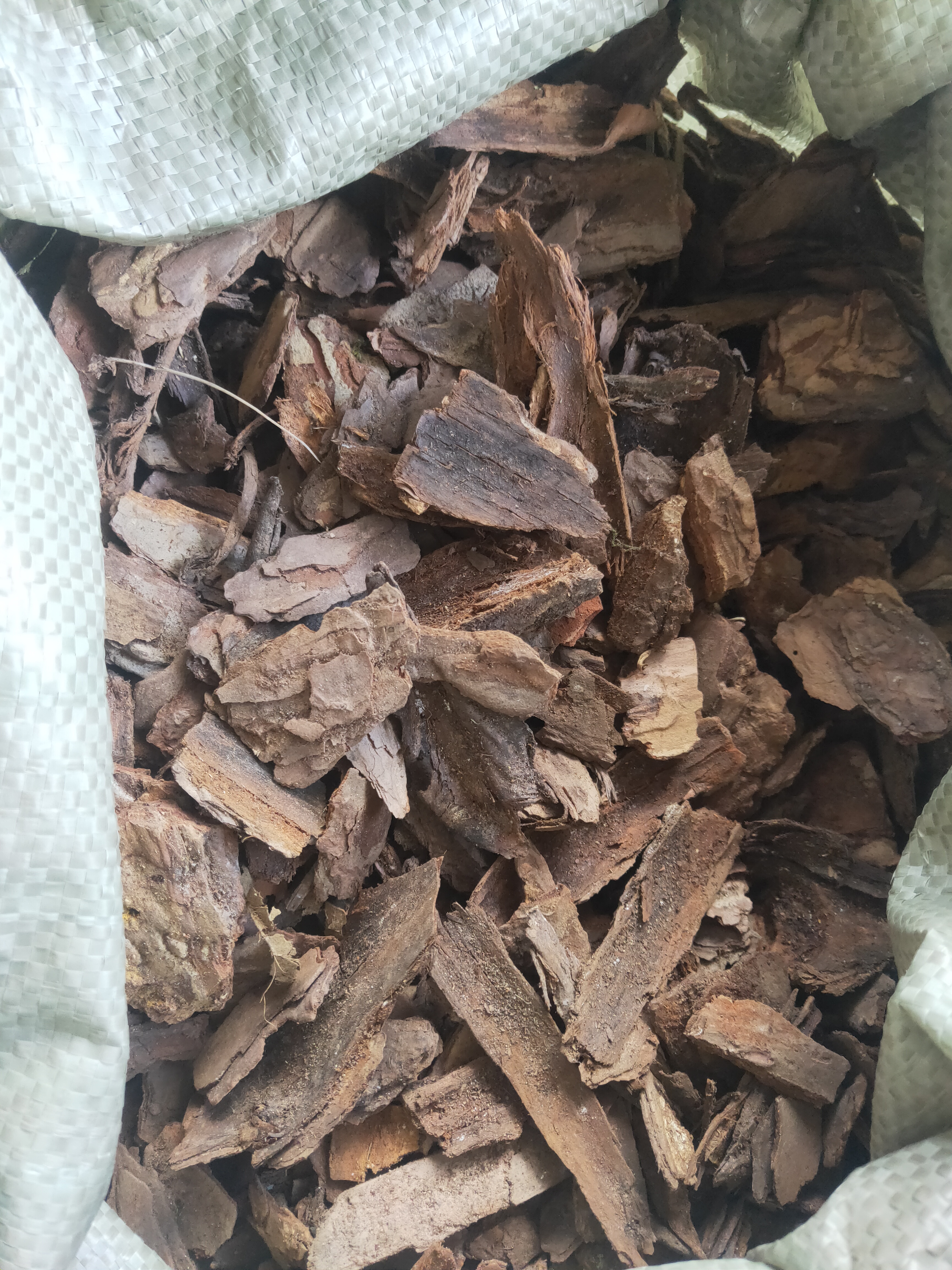 玉兰家松树皮   种石斛好材料