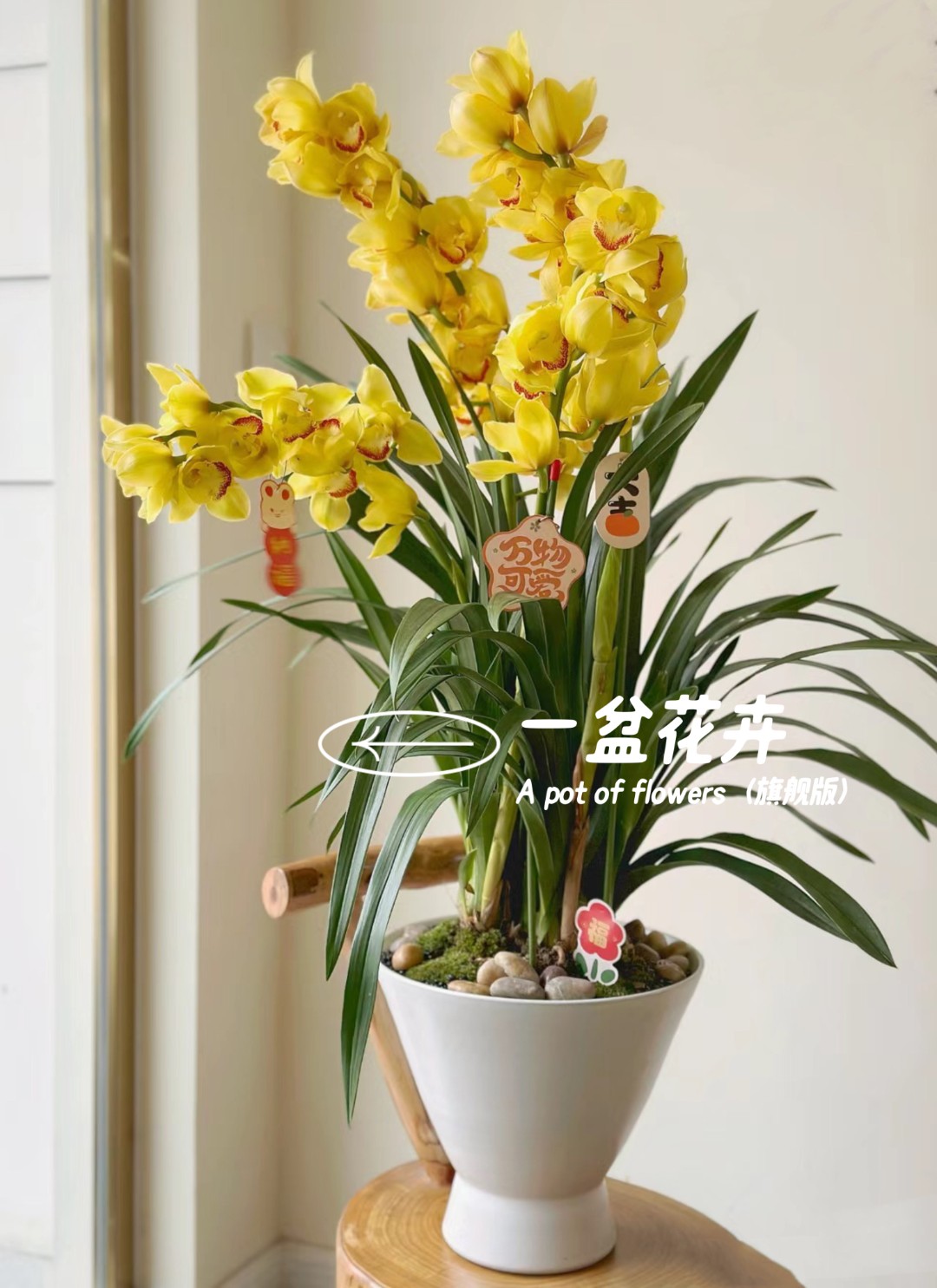 【桃子专属】【黄金岁月】6支花剑大花蕙兰高端名贵兰花盆栽南