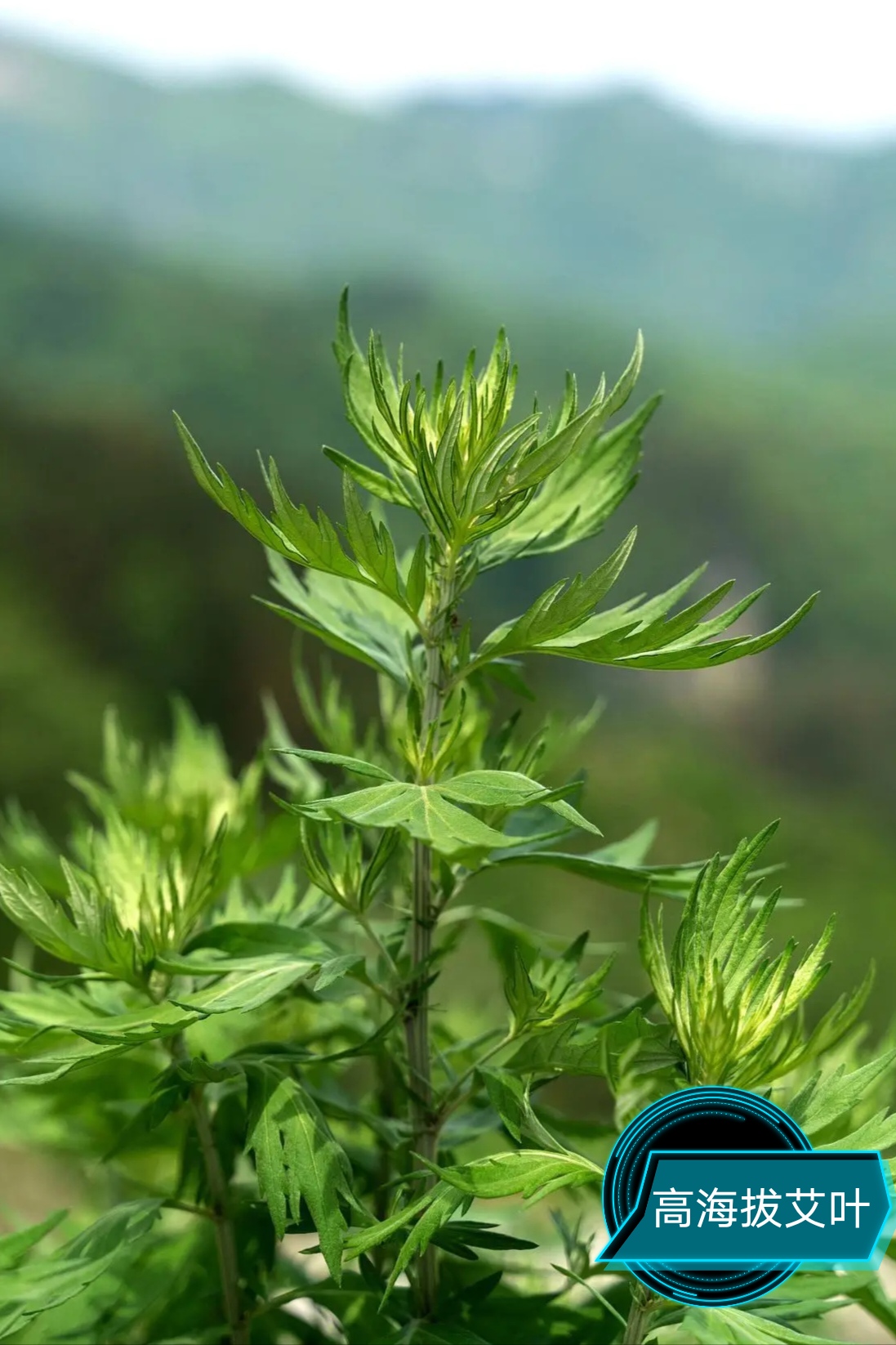 艾叶干艾草泡脚药包陈艾草叶艾灸产妇月子婴儿洗头泡澡艾叶包