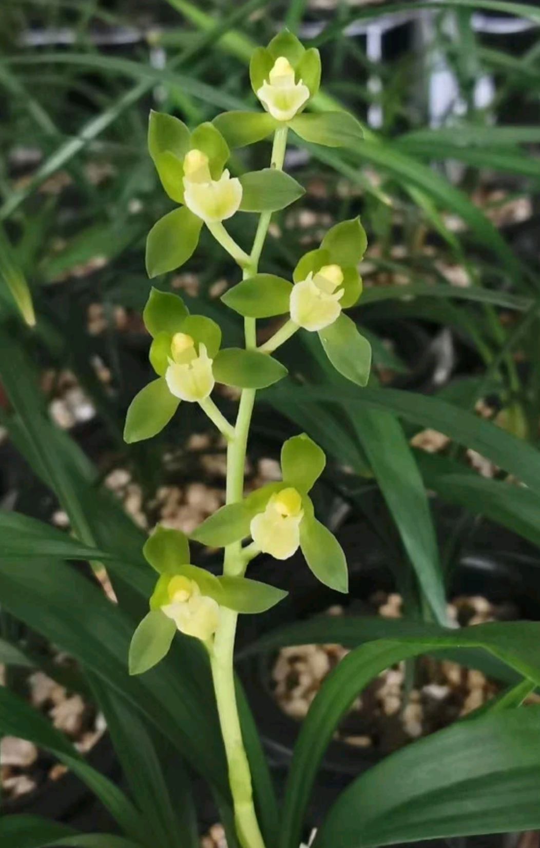 墨兰明珠矮种素荷大囍兰苑