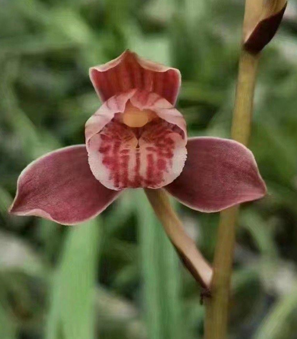 建兰如意浓香型室内好养易活绿植花卉盆栽