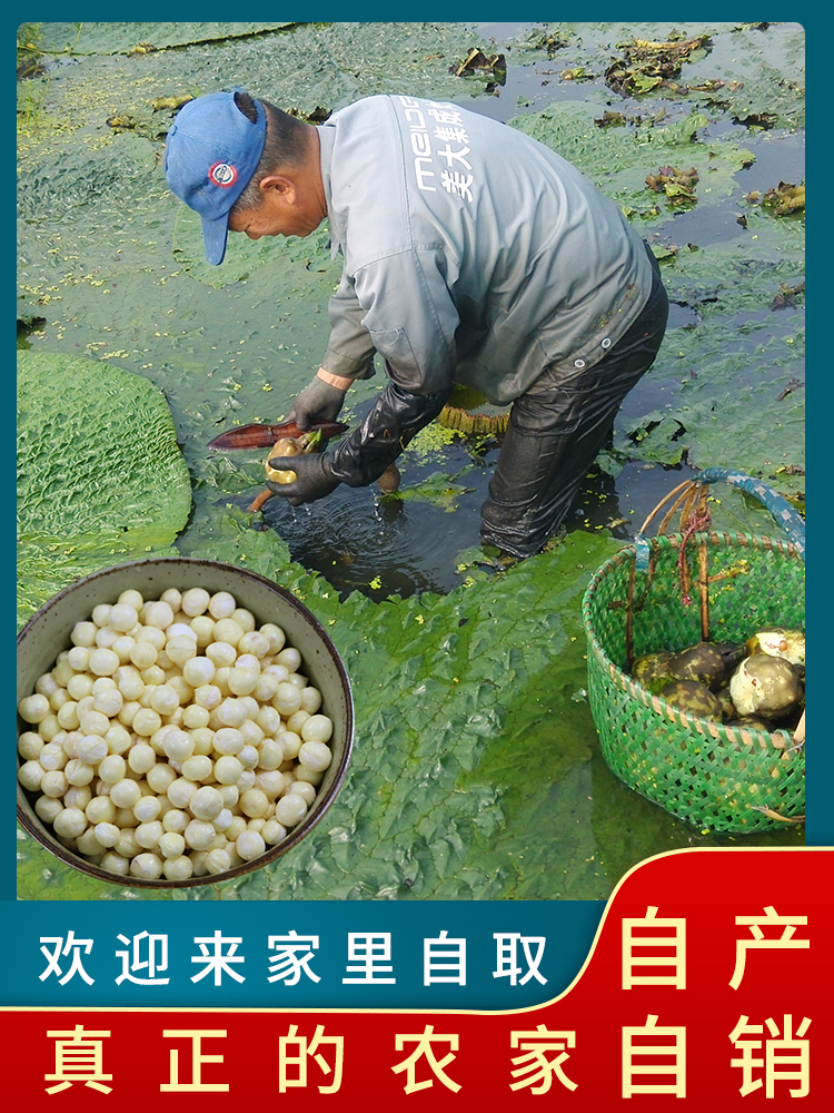 农家自产2025新鲜芡实鸡头米芡实中颗粒2斤正宗新货 苏芡包邮当季