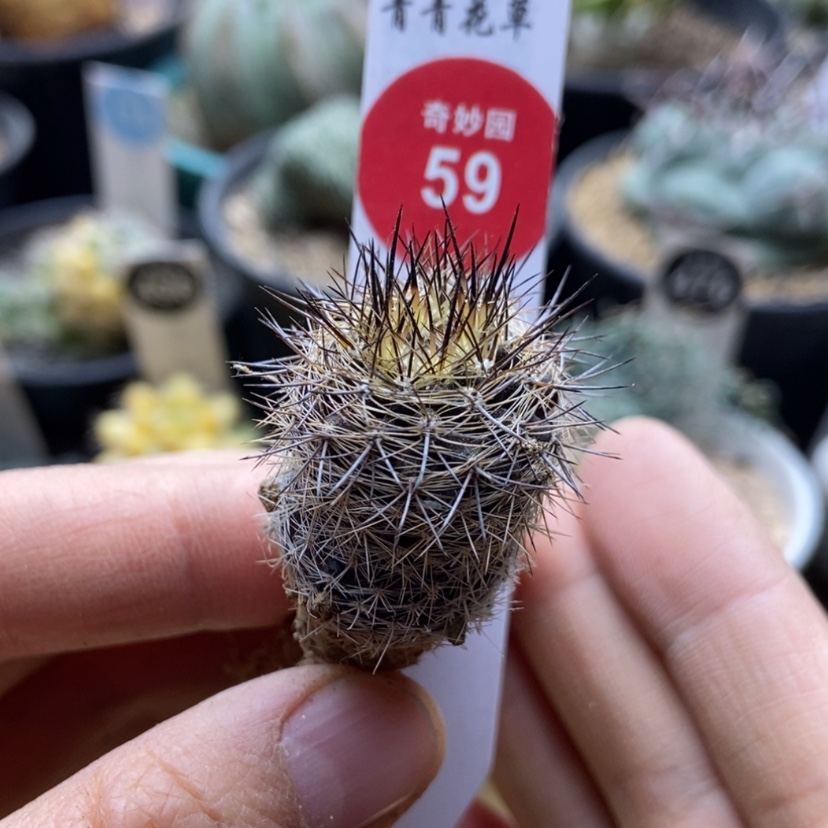 【闪购商品】实生黑刺智利球2.2cm