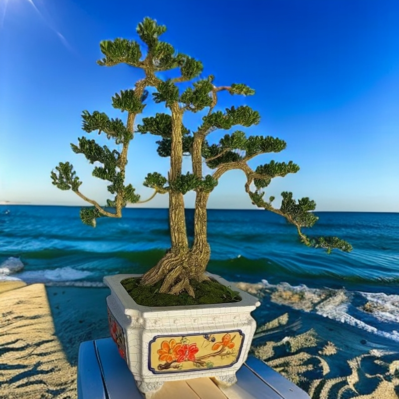 广东皱皮雀舌黄杨盆景