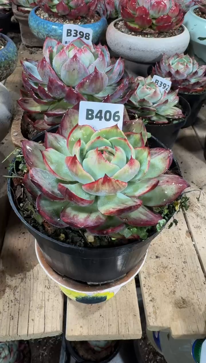 【闪购商品】B406惊鸿仙子（裸根发货）