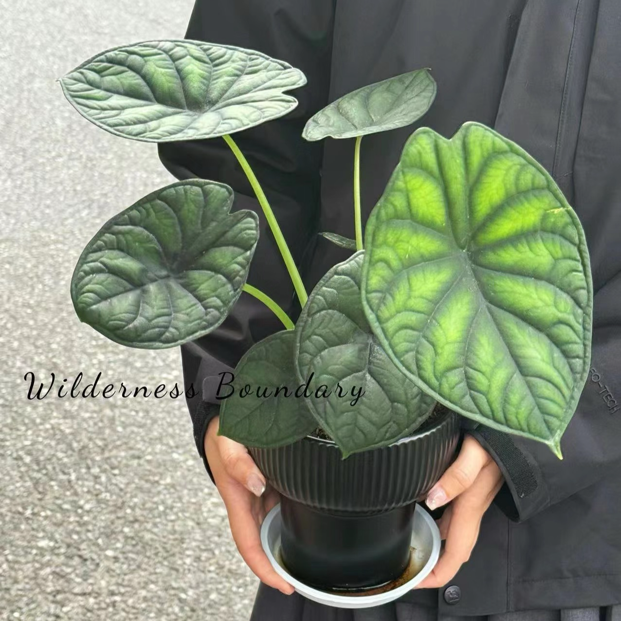 神盾海芋室内观叶植物网红Ins绿植喜阴春季栽培
