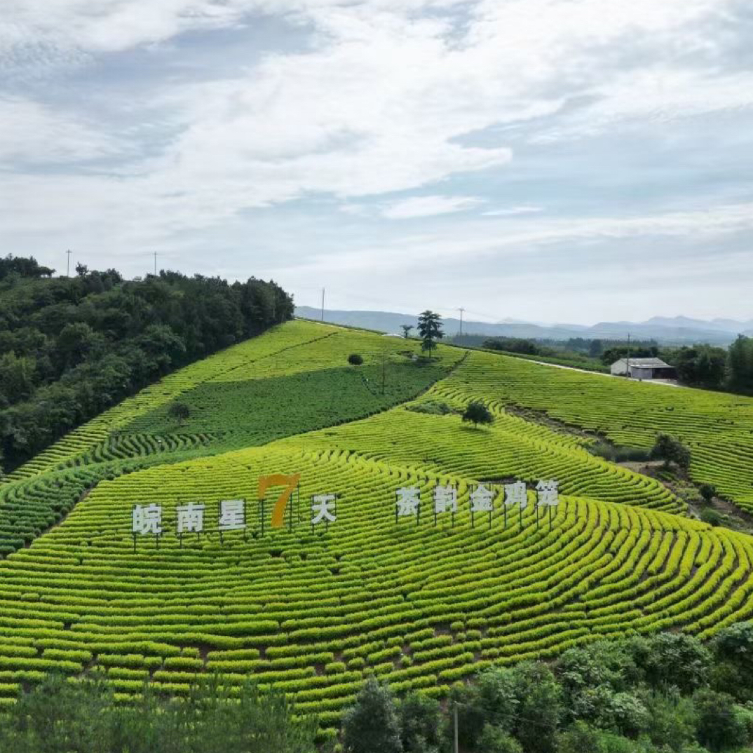 2024年春茶 大李推荐A41中档兰花香白茶