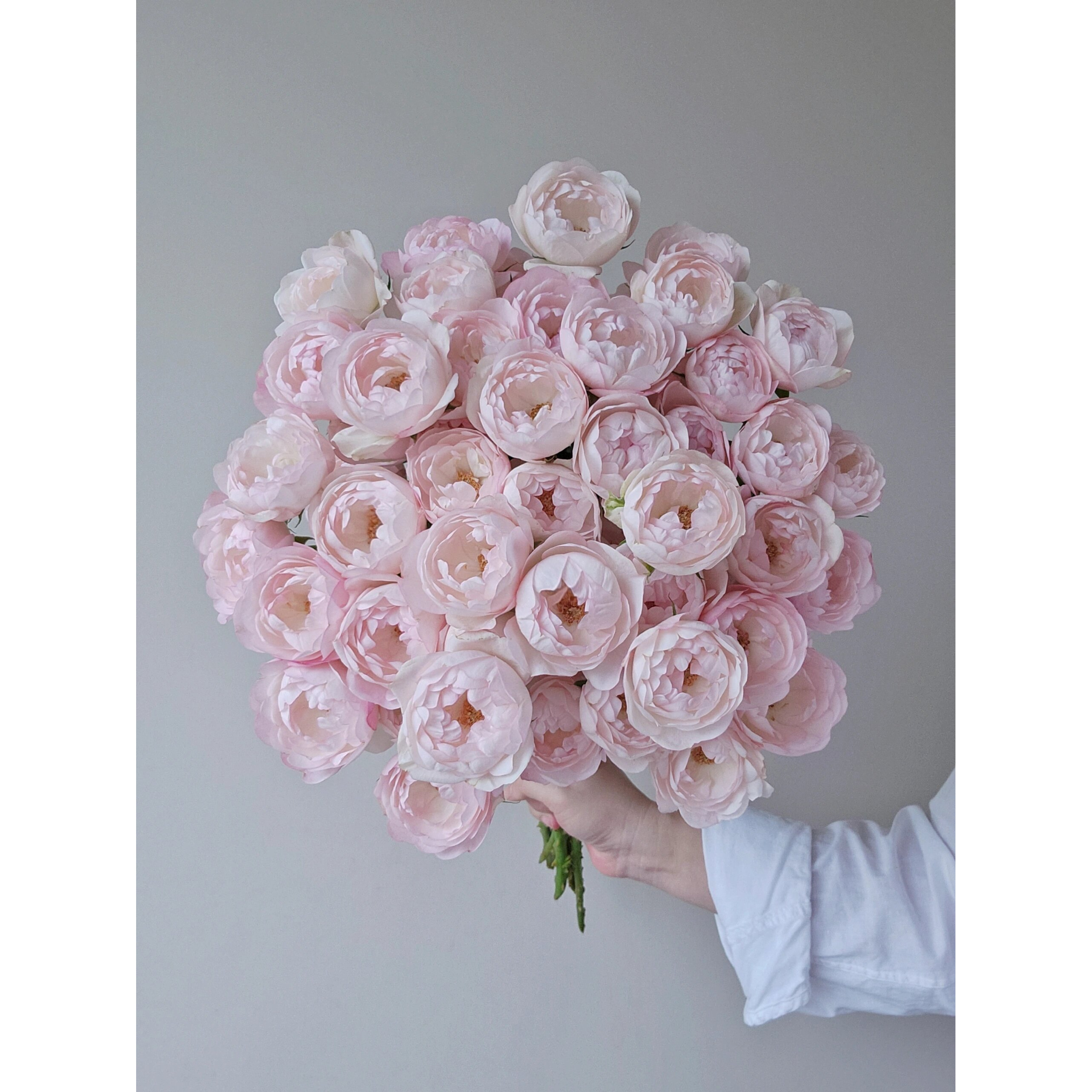 草莓杏仁饼-多头玫瑰（注意:带包装醒花，带包装醒花！！！）