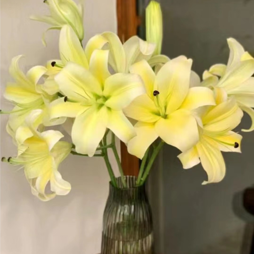 A级 黄天霸 单瓣香水百合 （0度以下需拍保温 冻坏不售后）
